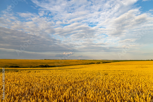 Wide wheat field landscape with sky in clouds. Authentic farm series.