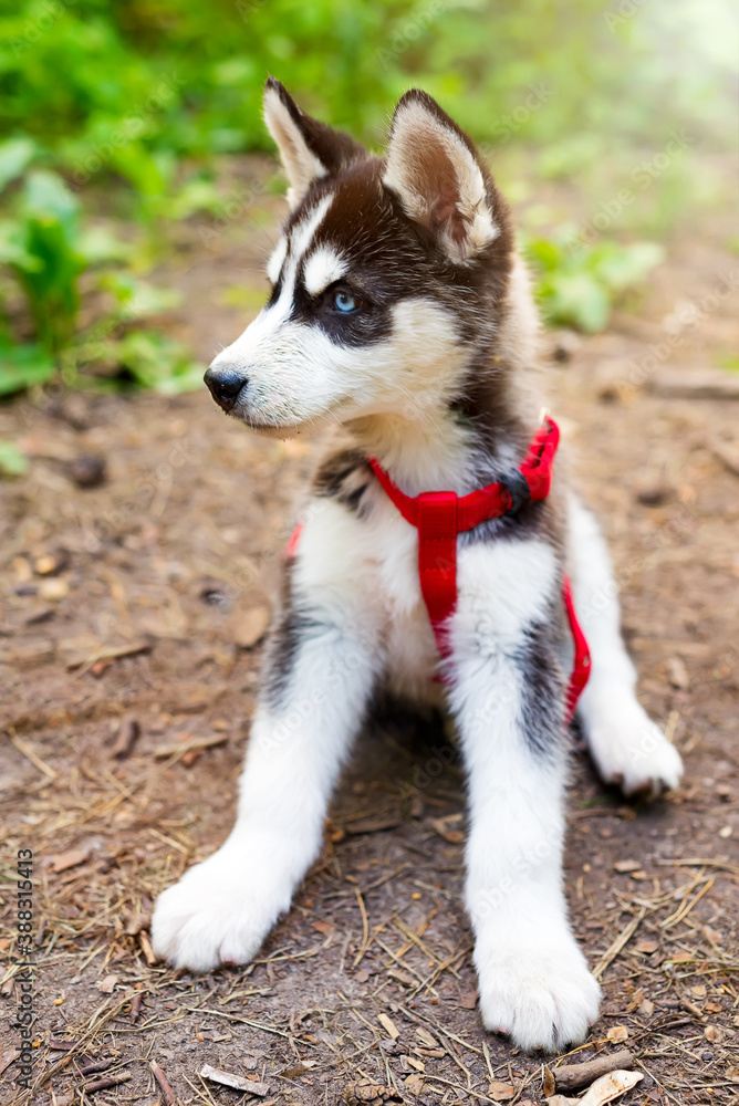 Small siberian Husky puppy in red dog leash. Small siberian Husky puppy in red dog leash.