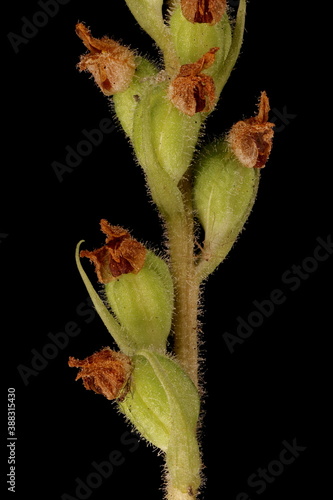 Creeping Lady's-Tresses (Goodyera repens). Infructescence Detail Closeup photo