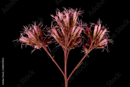 Purple Joe-Pye Weed (Eutrochium purpureum). Inflorescence Detail Closeup photo