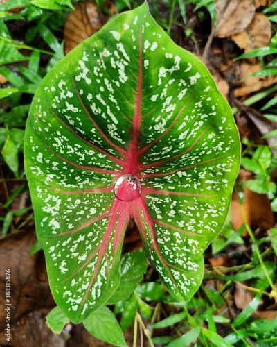 red and green yam leaf with a big water drop  photo