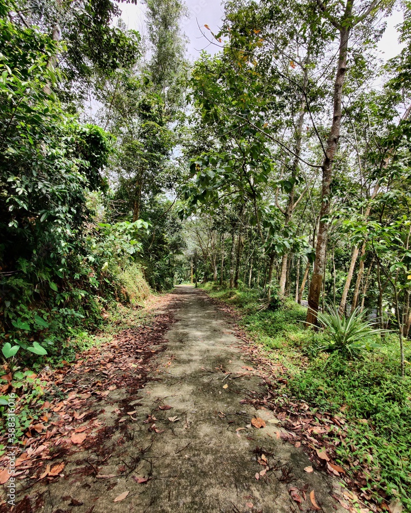 footpath in the woods