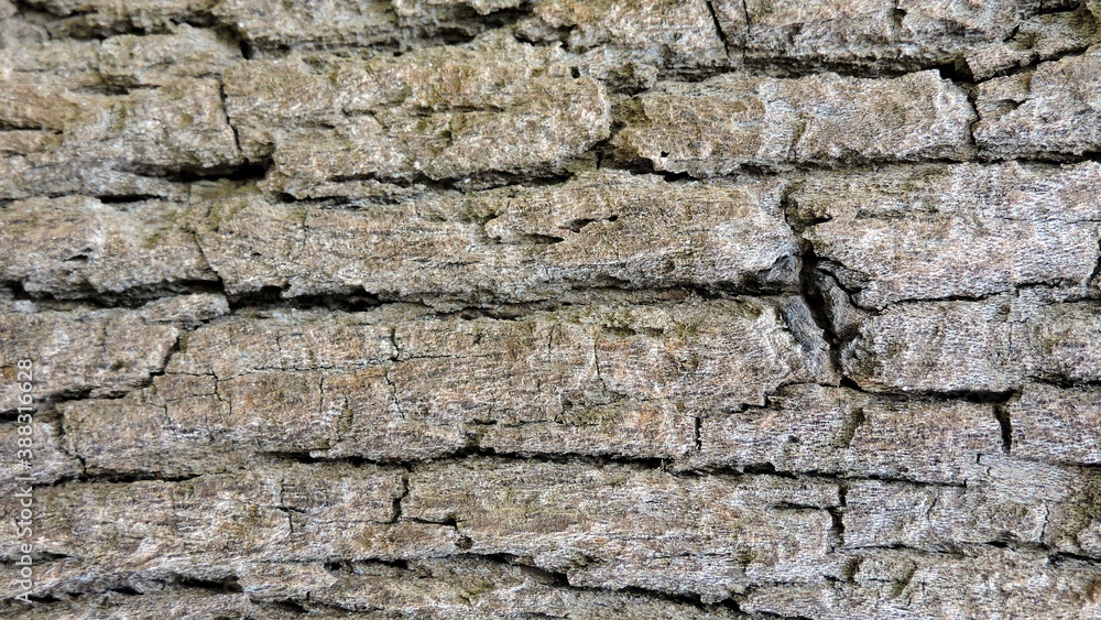 Wood, wood texture, wood photography, light brown, dark brown, bark. Wood, wood texture, wood photography, light brown, dark brown, bark.