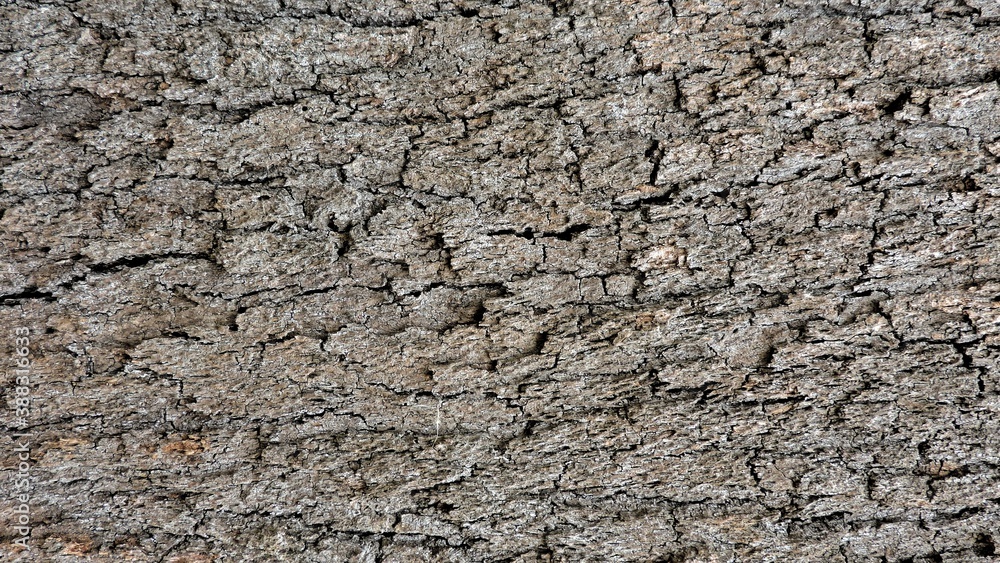 Wood, wood texture, wood photography, light brown, dark brown, bark. Wood, wood texture, wood photography, light brown, dark brown, bark.