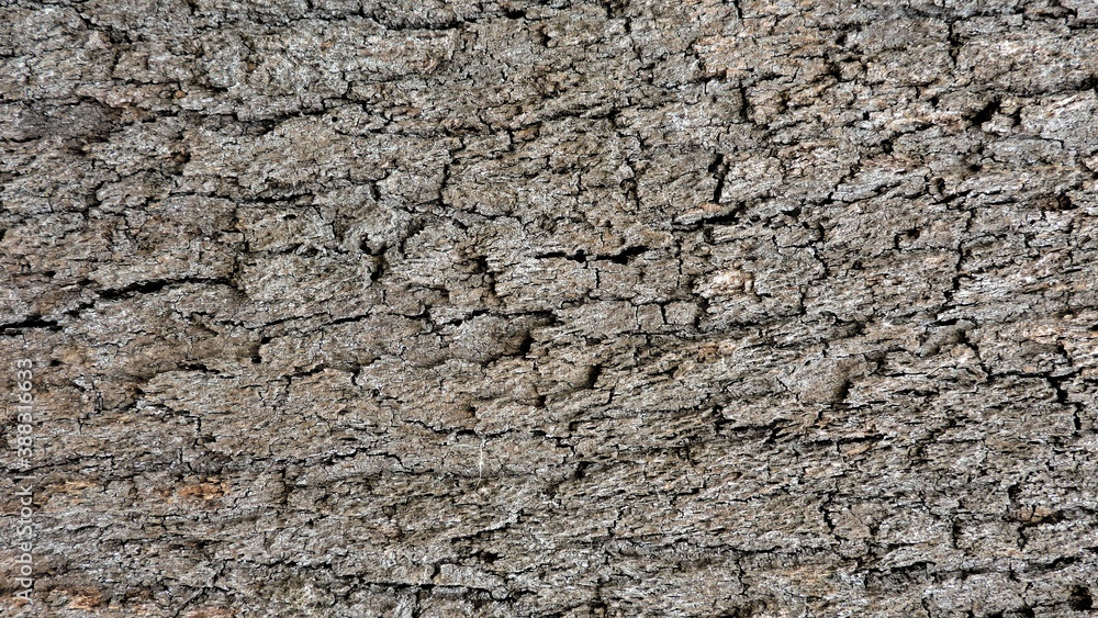 Wood, wood texture, wood photography, light brown, dark brown, bark.