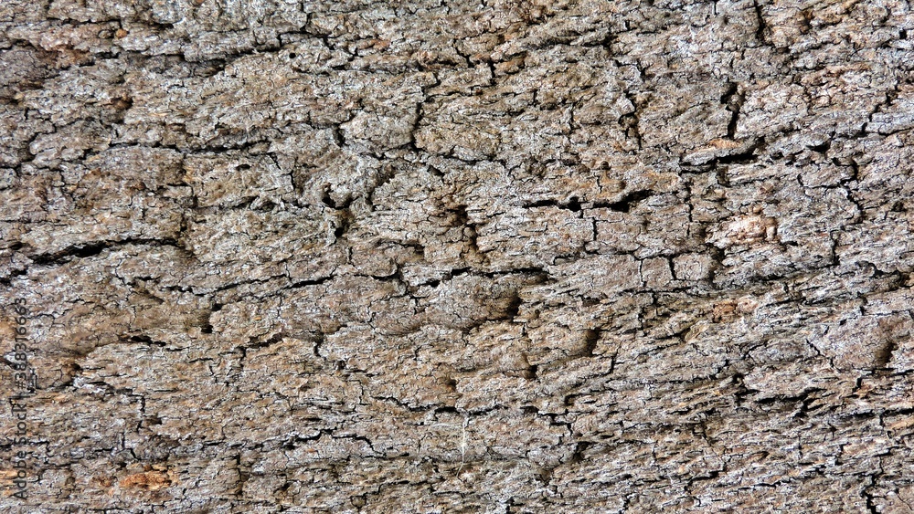 Wood, wood texture, wood photography, light brown, dark brown, bark. Wood, wood texture, wood photography, light brown, dark brown, bark.