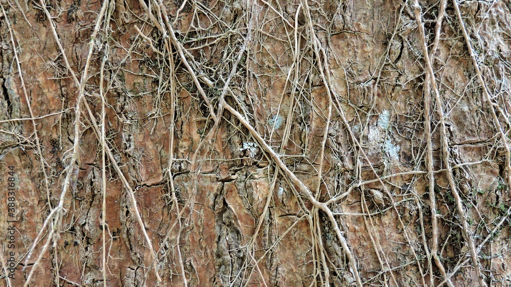 Wood, wood texture, wood photography, light brown, dark brown, bark. Wood, wood texture, wood photography, light brown, dark brown, bark.