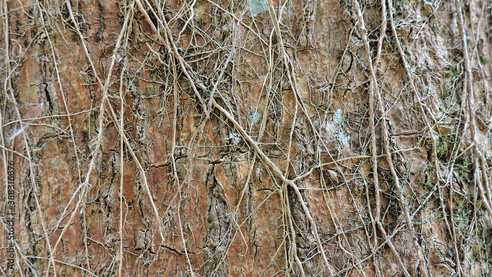 Obraz premium Wood, wood texture, wood photography, light brown, dark brown, bark.