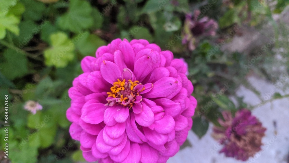 pink flower pink flower
