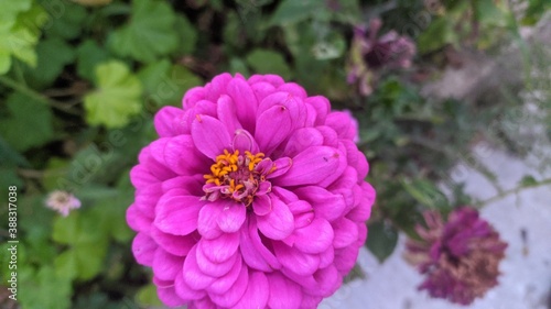 pink flower