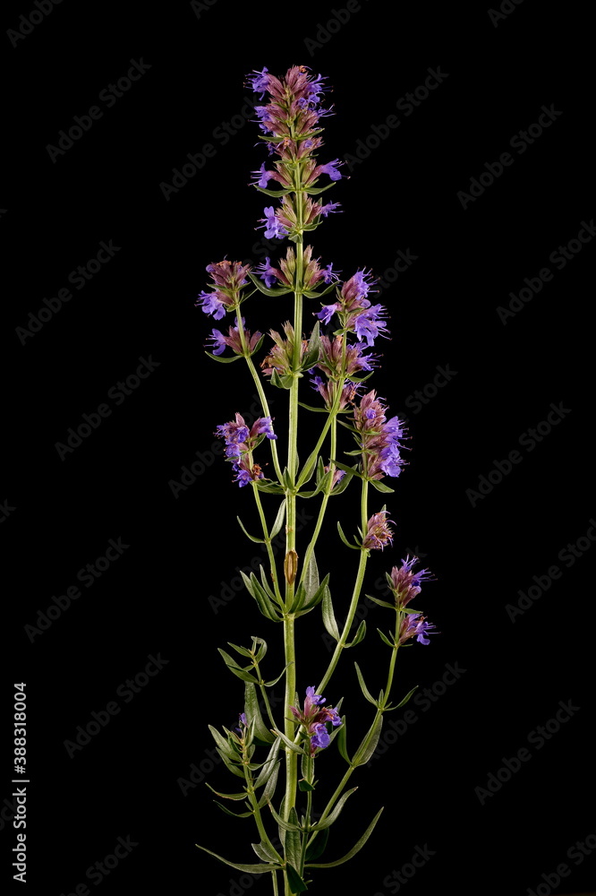 Hyssop (Hyssopus officinalis). General Habit