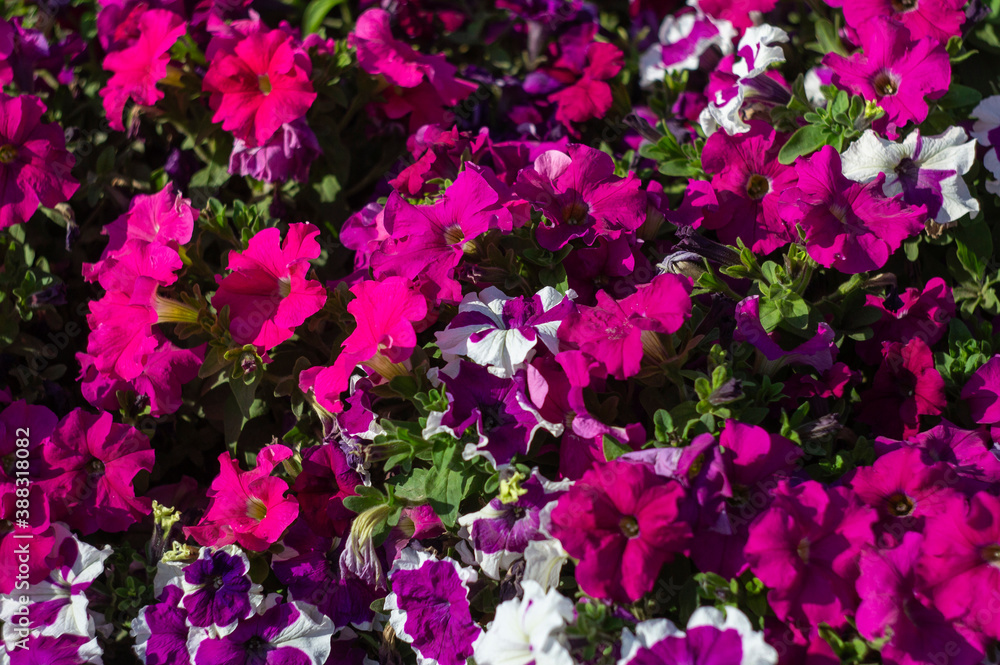 Obraz premium Many pink, purple and white petunia flowers in the park in sunlight