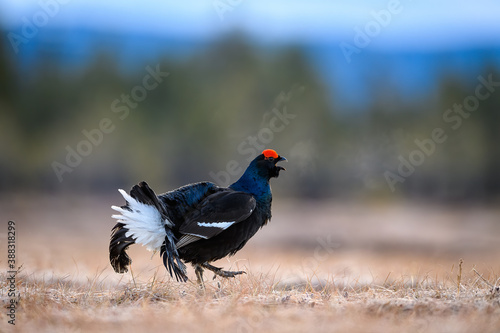 Norwegian black grouse at lek in spring