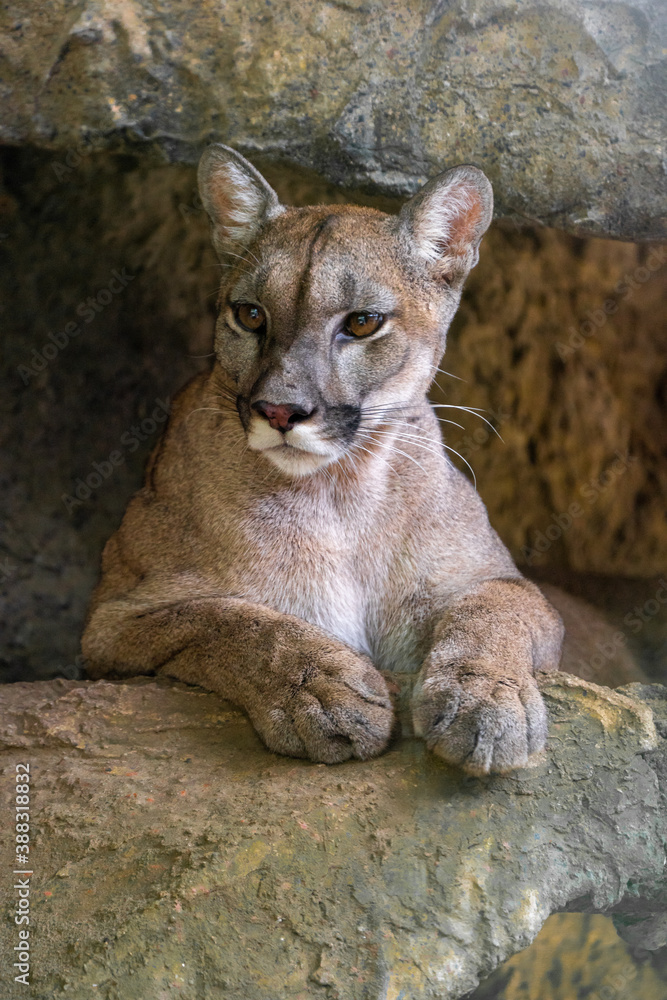Naklejka premium portrait of a cat
