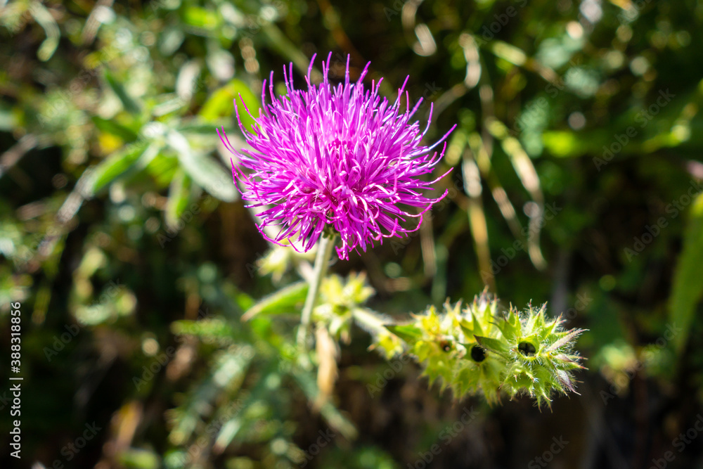 Cirsium flowers in Vanoise national Park, France Cirsium flowers in Vanoise national Park, France