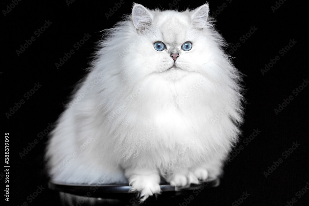 Biały długowłosy kot brytyjski na czarnym tle