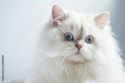 Biały długowłosy kot brytyjski 