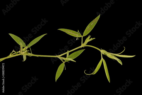 Meadow Vetchling (Lathyrus pratensis). Vegetative Shoot Closeup photo