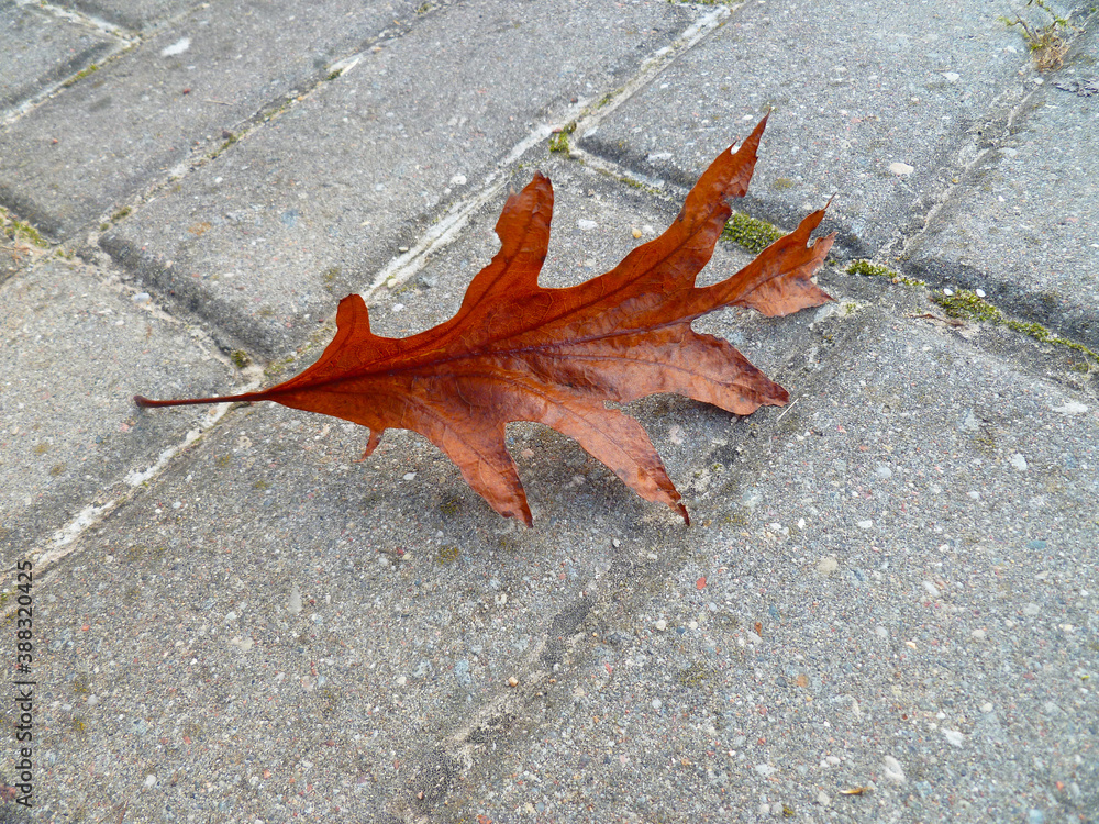 Brawn and yellow oak leaf on pavement road in autumn fall. Fallen oak tree leaf. Autumn background for text. Selective focus, close up. Brawn and yellow oak leaf on pavement road in autumn fall. Fallen oak tree leaf. Autumn background for text. Selective focus, close up.