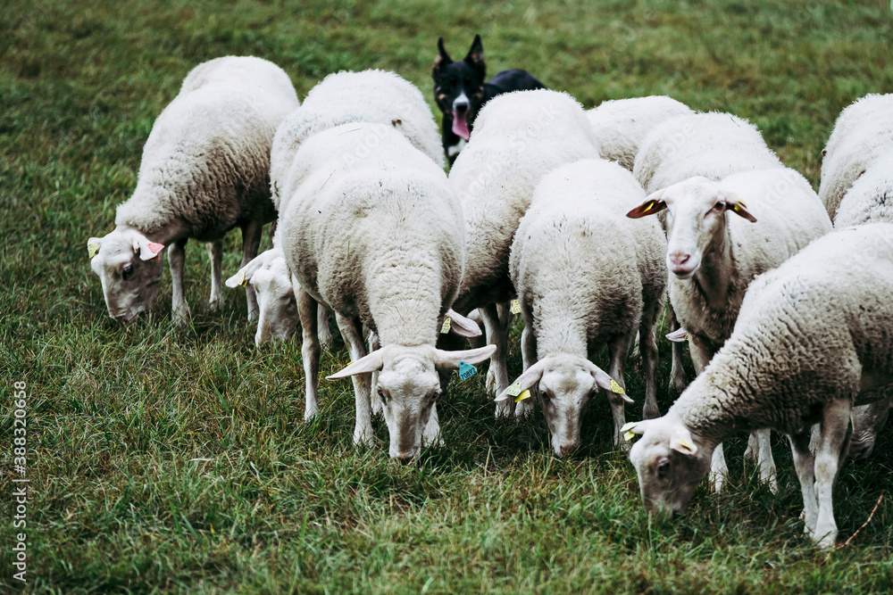 Troupeau de brebis dans un champ en campagne Troupeau de brebis dans un champ en campagne