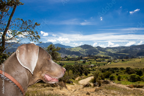Weimaraner dog looking at the beautiful landscapes of La Calera a municipality located on the Eastern Ranges of the Colombian Andes close to Bogota © anamejia18