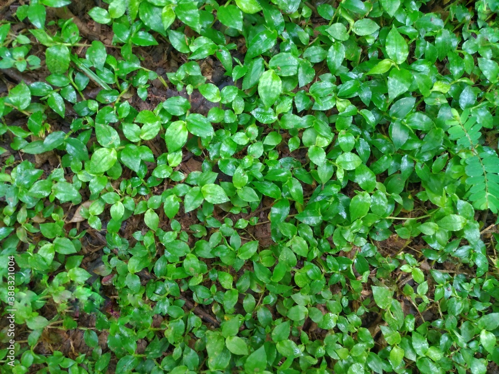 Foliage, leaf texture, green leaf carpet, leaves background, green leaf texture, foliage.