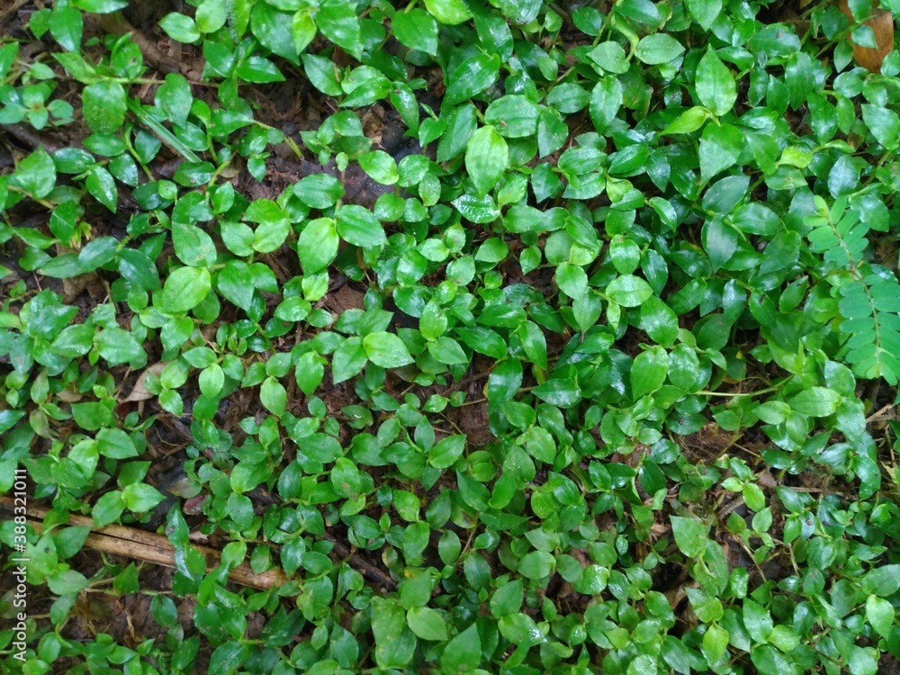 Foliage, leaf texture, green leaf carpet, leaves background, green leaf texture, foliage. Foliage, leaf texture, green leaf carpet, leaves background, green leaf texture, foliage.