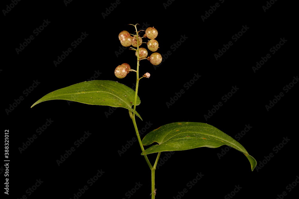 May Lily (Maianthemum bifolium). Fruiting Plant Habit May Lily (Maianthemum bifolium). Fruiting Plant Habit