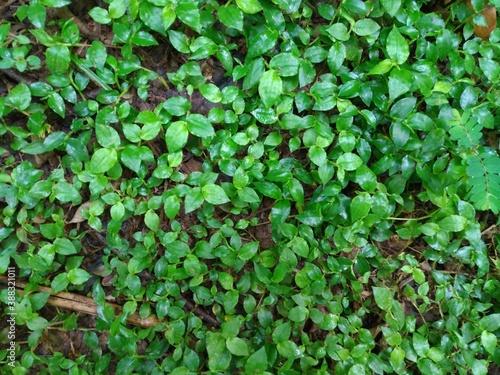 Foliage, leaf texture, green leaf carpet, leaves background, green leaf texture, foliage. © RafaelVilalta