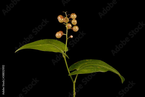 May Lily (Maianthemum bifolium). Fruiting Plant Habit photo