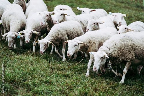 Troupeau de brebis dans un champ en campagne photo