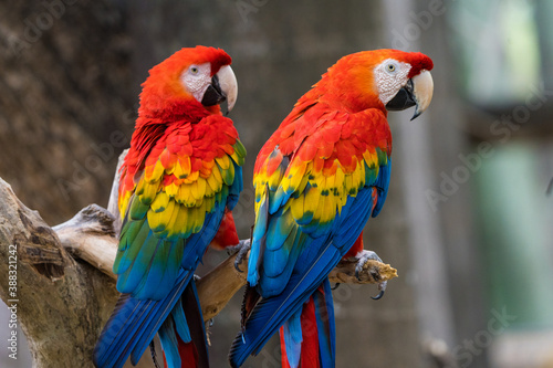 red and yellow macaw © D.J. ALVARADO