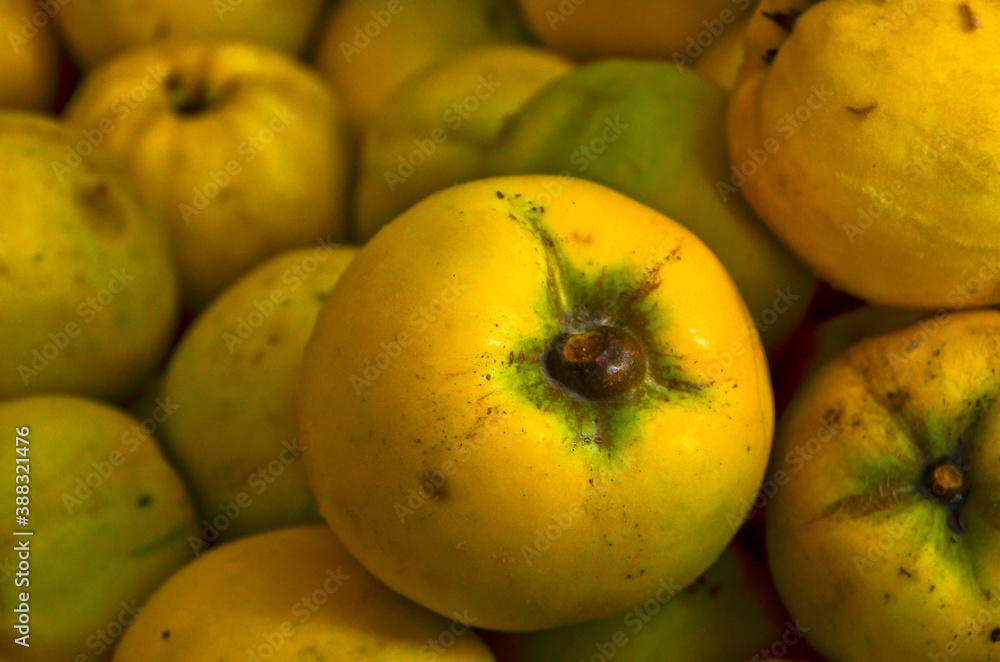 Some ripe, yellow, delicious quinces, close up