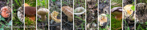 Wild Mushrooms Collage. Various Mushroom Photo Collection