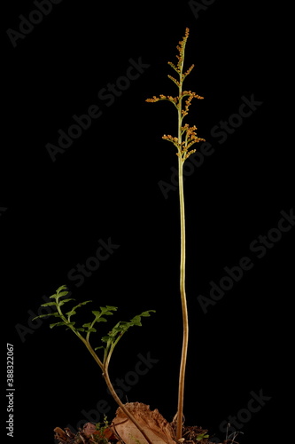 Leather Grapefern (Botrychium multifidum). Habit photo