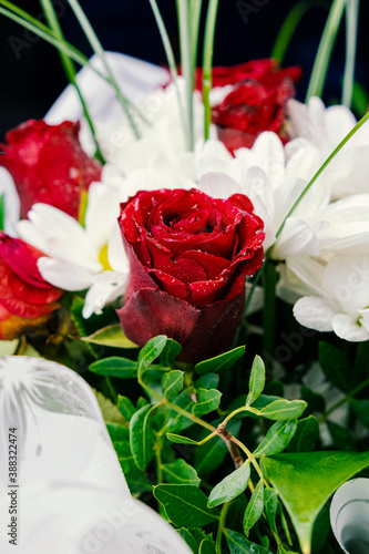 Bouquet of flowers bright red roses and white daisies  macro photo floristry  shop advertising and flower delivery bouquets  rosebud with drops of dew water freshness  mirror reflection of flowers