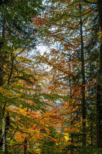 The colors of autumn. Beautiful orange and yellow leaves into a sunny day into a mountain forest.
