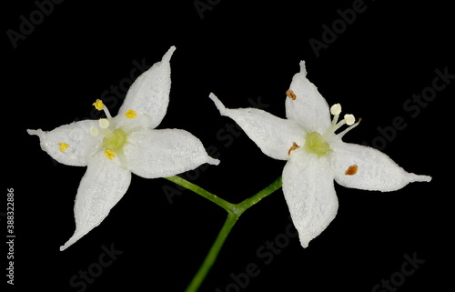 Intermediate Bedstraw (Galium intermedium). Flowers Closeup