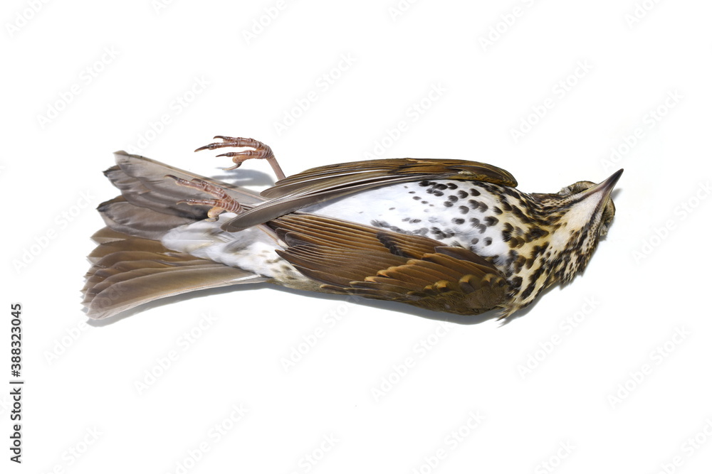 Environment disaster fieldfare bird Turdus pilaris dead from crashing into window isolated on white Environment disaster fieldfare bird Turdus pilaris dead from crashing into window isolated on white