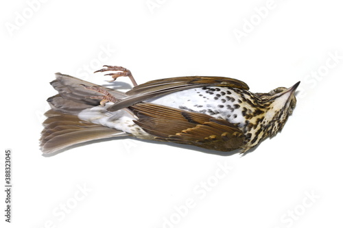 Environment disaster fieldfare bird Turdus pilaris dead from crashing into window isolated on white © hhelene