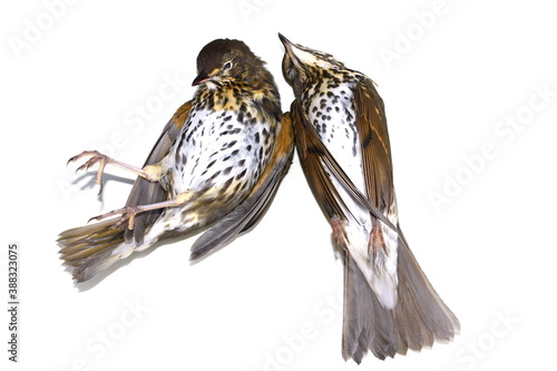 Canvas Print Environment disaster fieldfare bird Turdus pilaris dead from crashing into windo