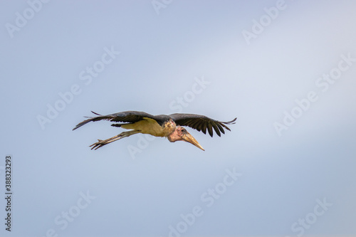 Marabou stork (Leptoptilos crumeniferus) flying, Lake Mburo National Park, Uganda.