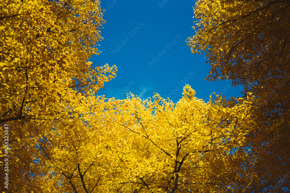 Fototapeta premium Goldener Herbst