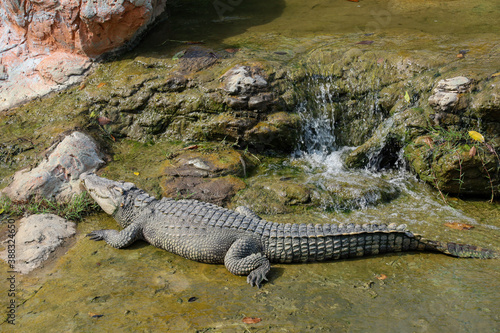 The thai crocodile rest on mini waterfall