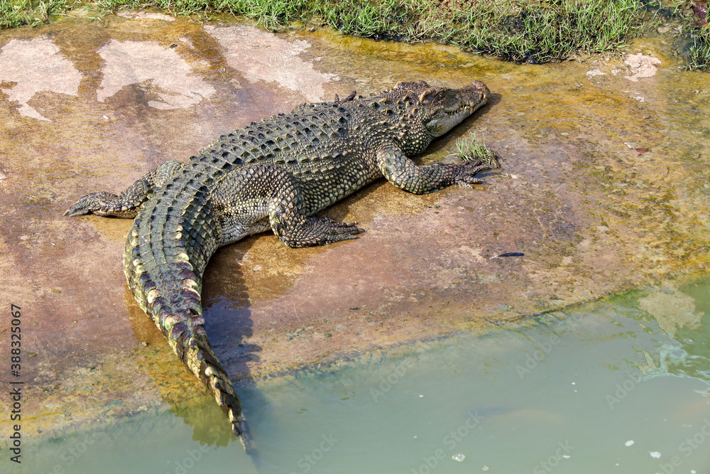 The thai crocodile rest on the garden The thai crocodile rest on the garden