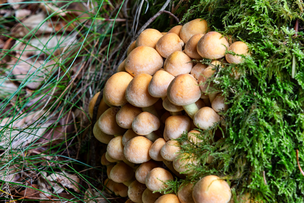 Fungus on the Forest Floor Fungus on the Forest Floor