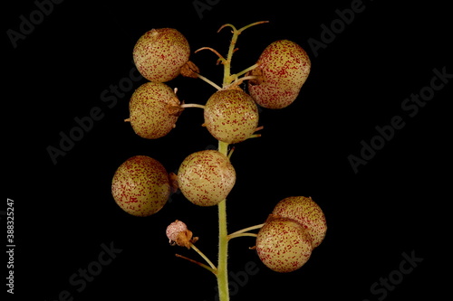 May Lily (Maianthemum bifolium). Mature Infructescence Closeup