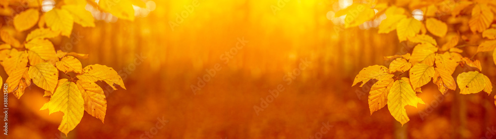 Amazing autumnal autumn background banner panorama landscape - Golden October -Fallen Book tree leaves illuminated by the evening / morning sun, with bokeh and yellow flares in the forest in Germany 