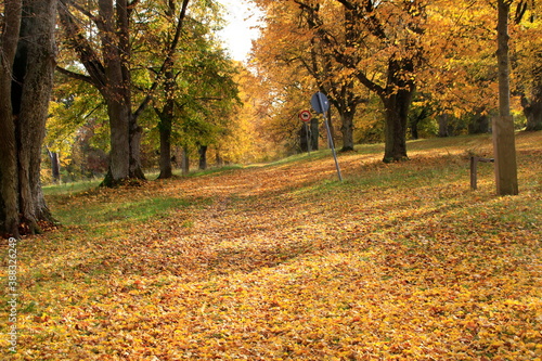 Blick durch die Lindenallee auf der Friedenshöhe in Flacht im Herbst