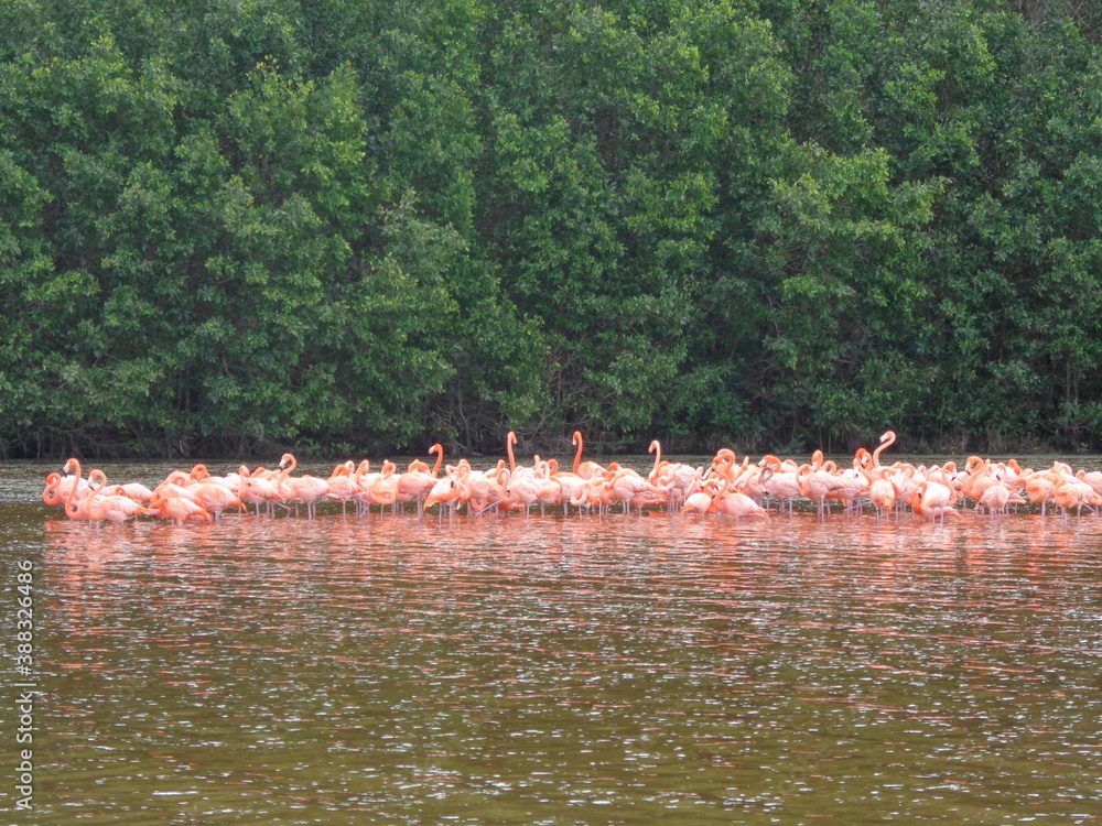 Obraz premium The mangroves and flamingo herds of Celestun in the Gulf of Mexico, Yucatan